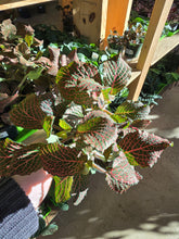 Load image into Gallery viewer, fittonia leaves
