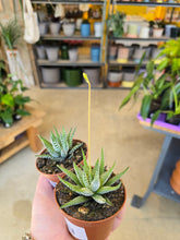 Load image into Gallery viewer, succulents
