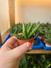 Load image into Gallery viewer, hedgehog snake plant
