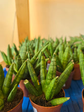 Load image into Gallery viewer, hedgehog snake plants

