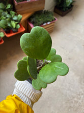 Load image into Gallery viewer, 4&quot; Hoya kerrii
