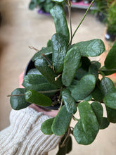 Load image into Gallery viewer, 4&quot; Hoya rotundiflora

