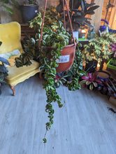 Load image into Gallery viewer, hoy carnosa compacta hanging basket
