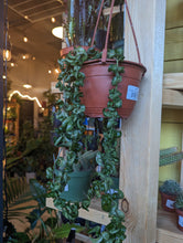 Load image into Gallery viewer, hoya carnosa compacta plant

