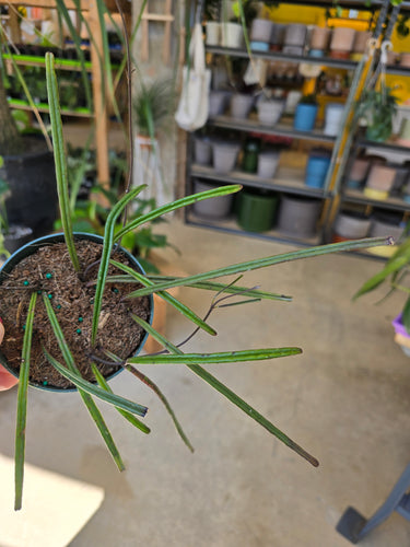 hoya insularis plant
