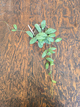 Load image into Gallery viewer, hoya sigillatis leaves 
