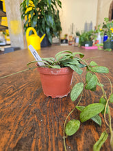 Load image into Gallery viewer, hoya sigillatis plant 
