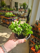 Load image into Gallery viewer, jade plant
