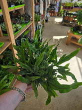 Load image into Gallery viewer, kangaroo fern plant leaves
