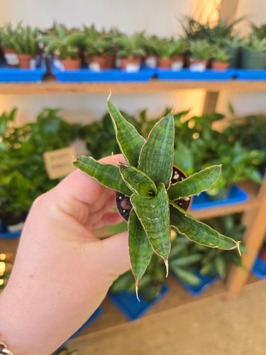 lady gaga snake plant