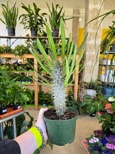 madagascar palm plant
