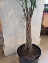 Load image into Gallery viewer, money tree braid
