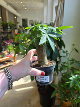 Load image into Gallery viewer, money tree stump plant
