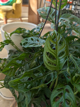 Load image into Gallery viewer, leaves of monstera adansonii
