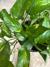 Load image into Gallery viewer, 8&quot; Neon Queen HB
