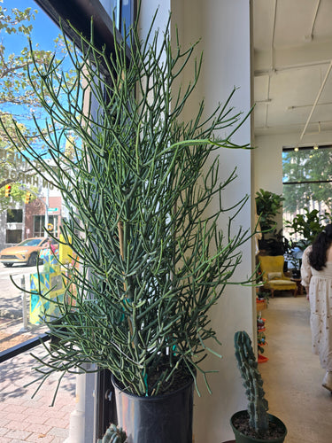 tall pencil cactus