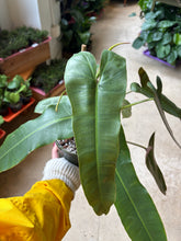 Load image into Gallery viewer, 6&quot; Philodendron Atabapoense
