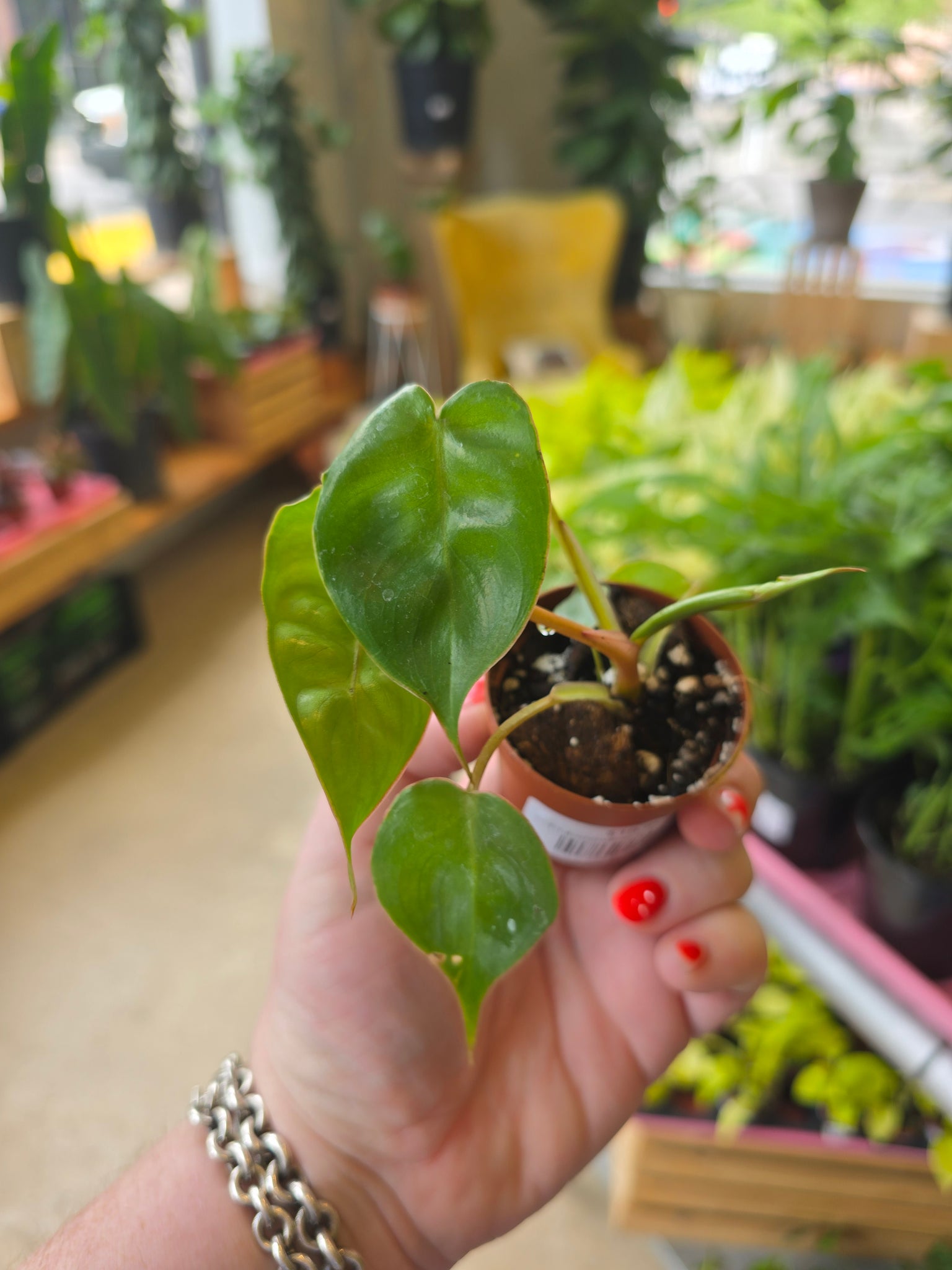 philodendron billietiae croat 4" Philodendron Billietiae Croat – Copperline Plant Co