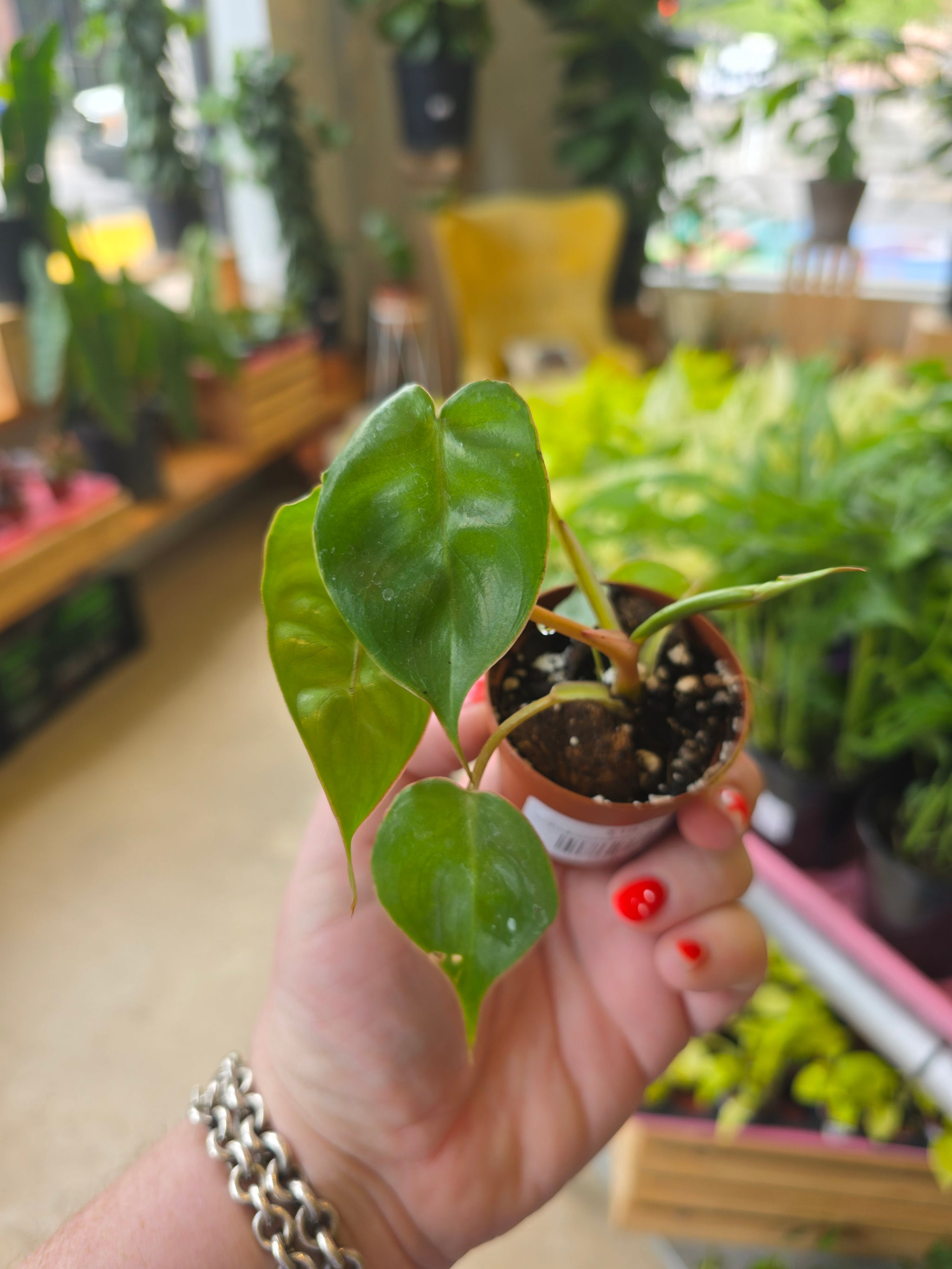 billietiae philodendron Billietiae Philodendron