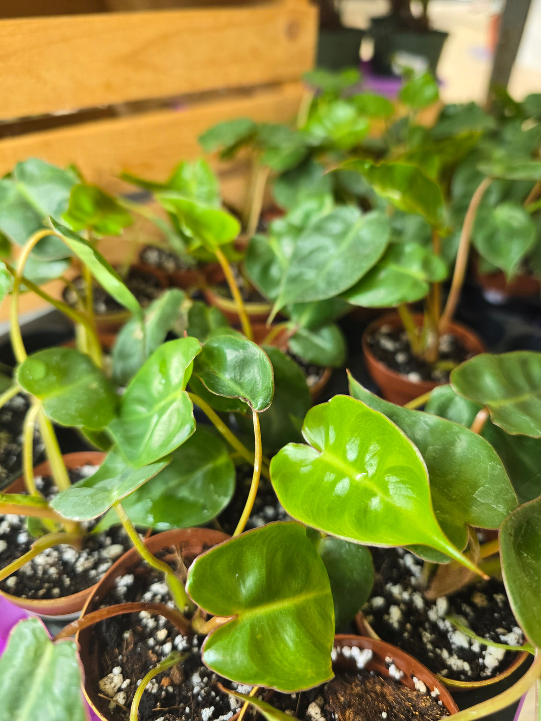 philodendron billietiae watering 4" Philodendron Billietiae Croat – Copperline Plant Co