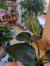 Load image into Gallery viewer, philodendron birkin plant
