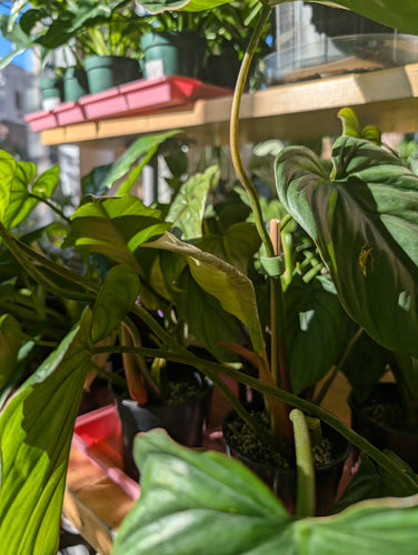 philodendron el guapo plant