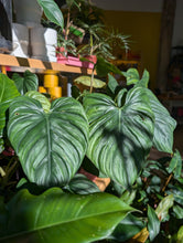 Load image into Gallery viewer, philodendron el guapo plant
