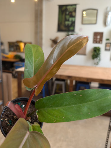 philodendron florida bronze plant