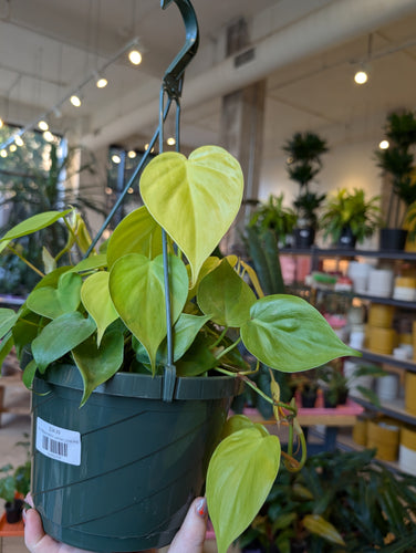 philodendron lemon lime plant