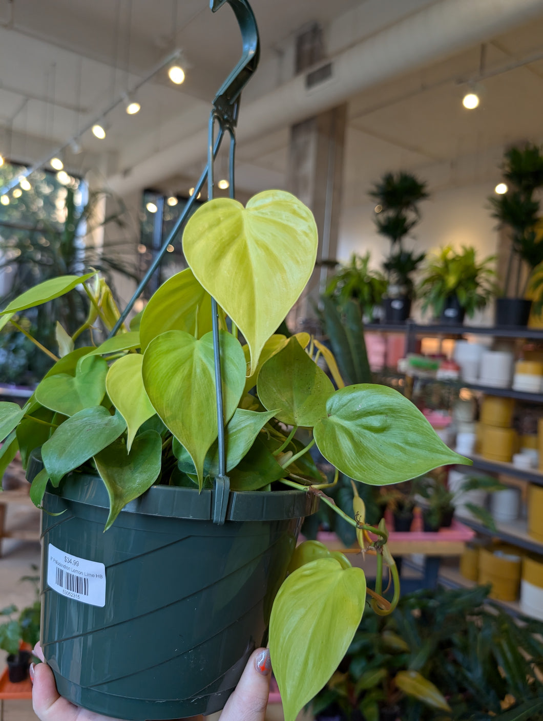 philodendron berberine 8" Philodendron Lemon Lime HB – Copperline Plant Co
