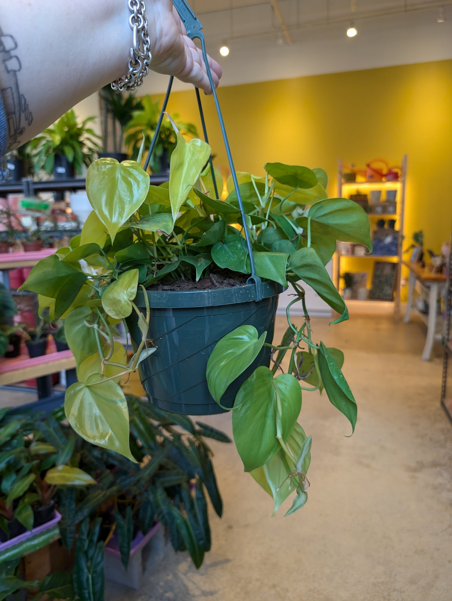 lemon stripe philodendron 8" Philodendron Lemon Lime HB – Copperline Plant Co