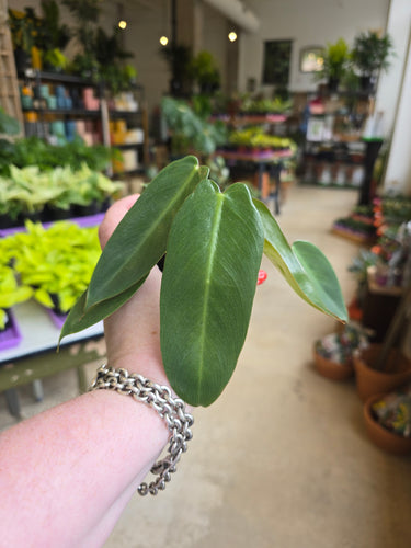 philodendron spiritus sancti