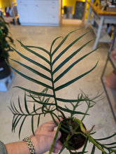 Load image into Gallery viewer, philodendron tortum plant

