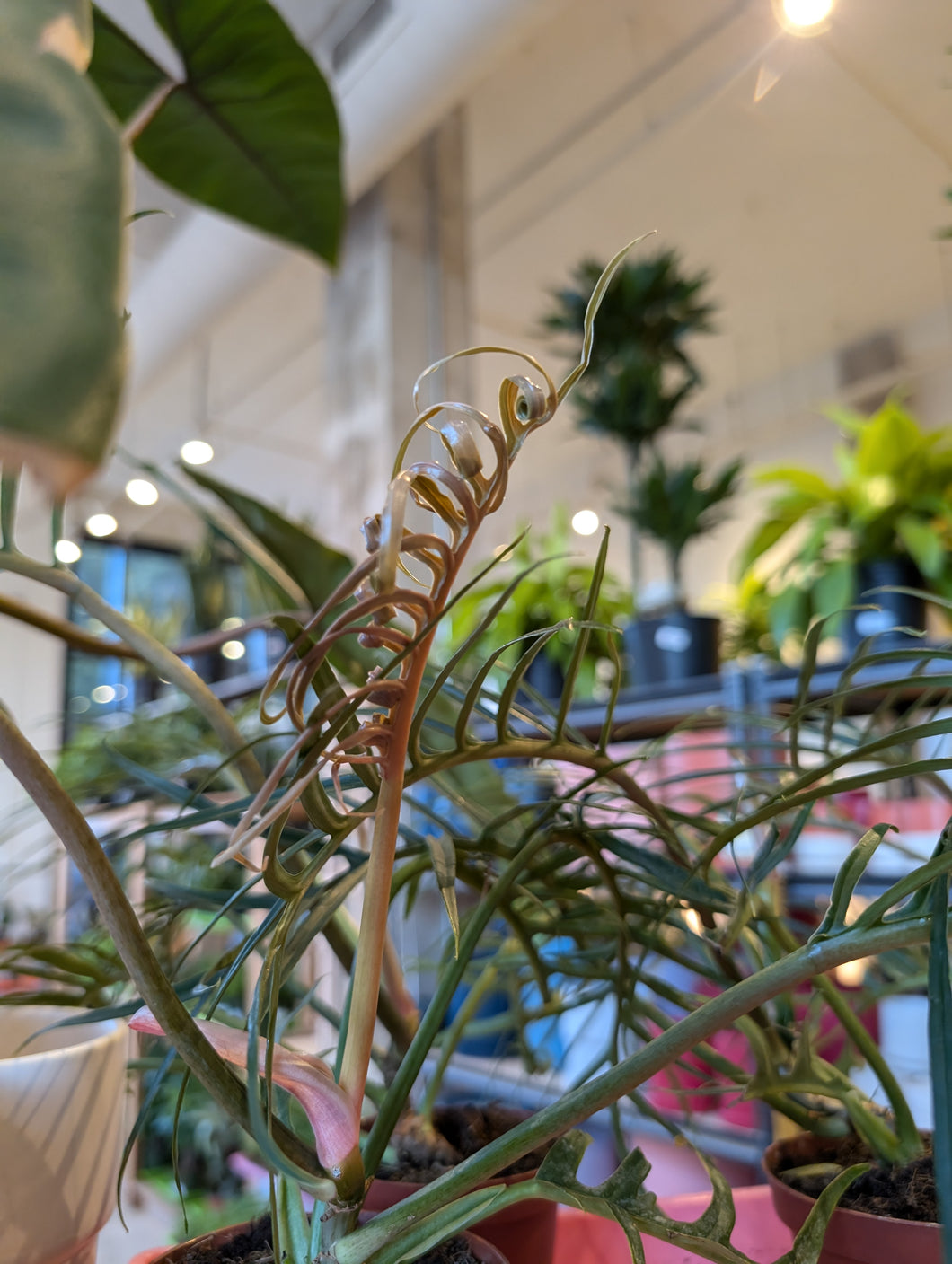 philodendron tortum plant