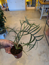 Load image into Gallery viewer, philodendron tortum plant
