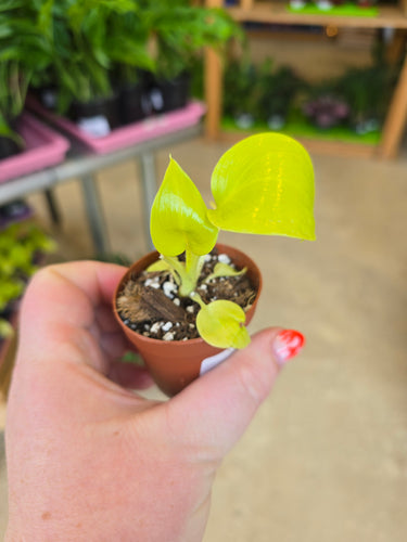 philodendron warscewiczii aurea plant 
