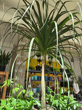 Load image into Gallery viewer, large ponytail palm tree
