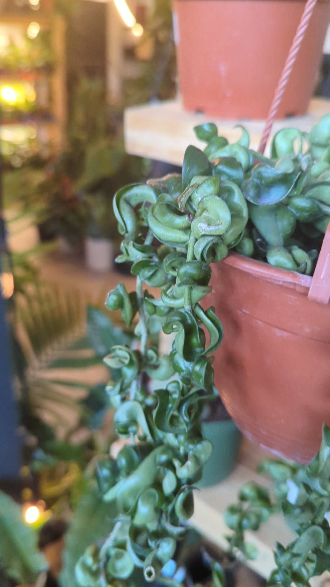 hoya carnosa compacta leaves