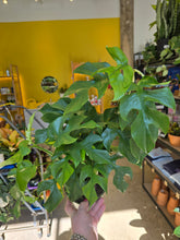 Load image into Gallery viewer, raphidophora tetrasperma 

