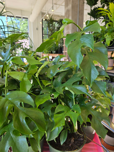 raphidophora tetrasprema 