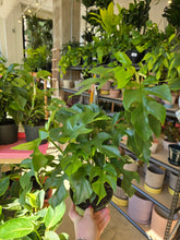 Load image into Gallery viewer, raphidophora tetrasprema plant
