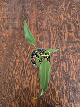 Load image into Gallery viewer, 4&quot; Monstera Burle Marx Flame
