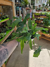 Load image into Gallery viewer, 4&quot; Footed Fern (asst.)
