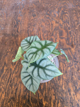 Load image into Gallery viewer, 6&quot; Alocasia Silver Dragon

