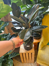 Load image into Gallery viewer, 10&quot; Ficus elastica
