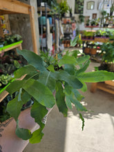 Load image into Gallery viewer, 4&quot; Footed Fern (asst.)
