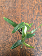 Load image into Gallery viewer, 4&quot; Monstera Standleyana Albo
