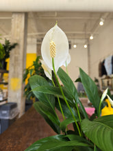 Load image into Gallery viewer, 6&quot; Peace Lily
