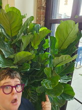 Load image into Gallery viewer, 17&quot; Ficus Lyrata
