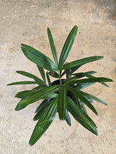 Load image into Gallery viewer, 8&quot; Lady Palm (Rhapis Palm)
